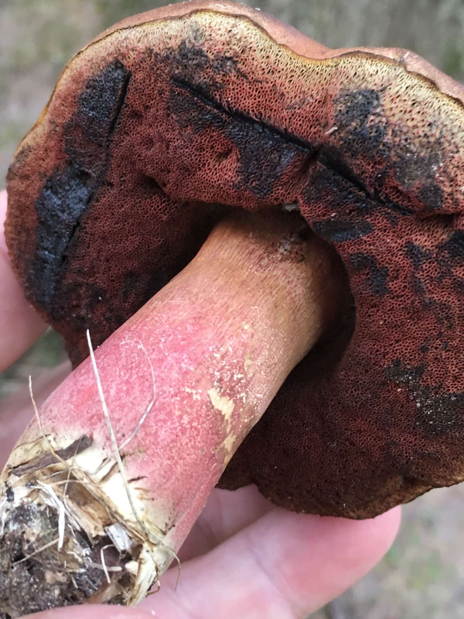 Sivun Boletus carminiporus Bessette, Both & Dunaway 1998 kuva