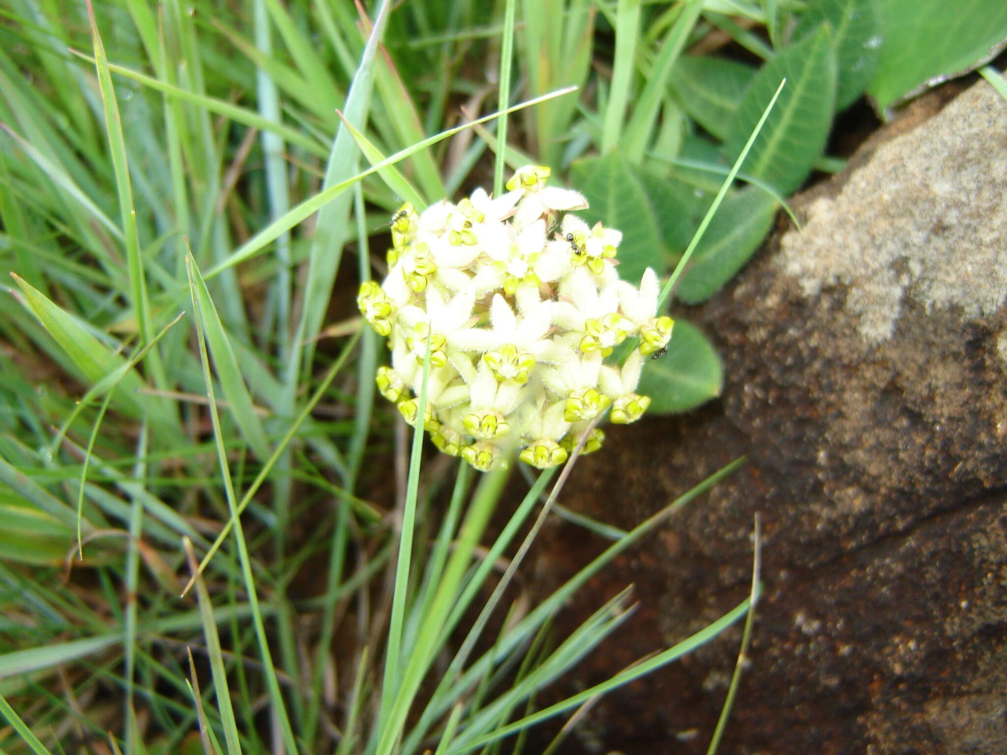 صورة Asclepias vicaria N. E. Br.