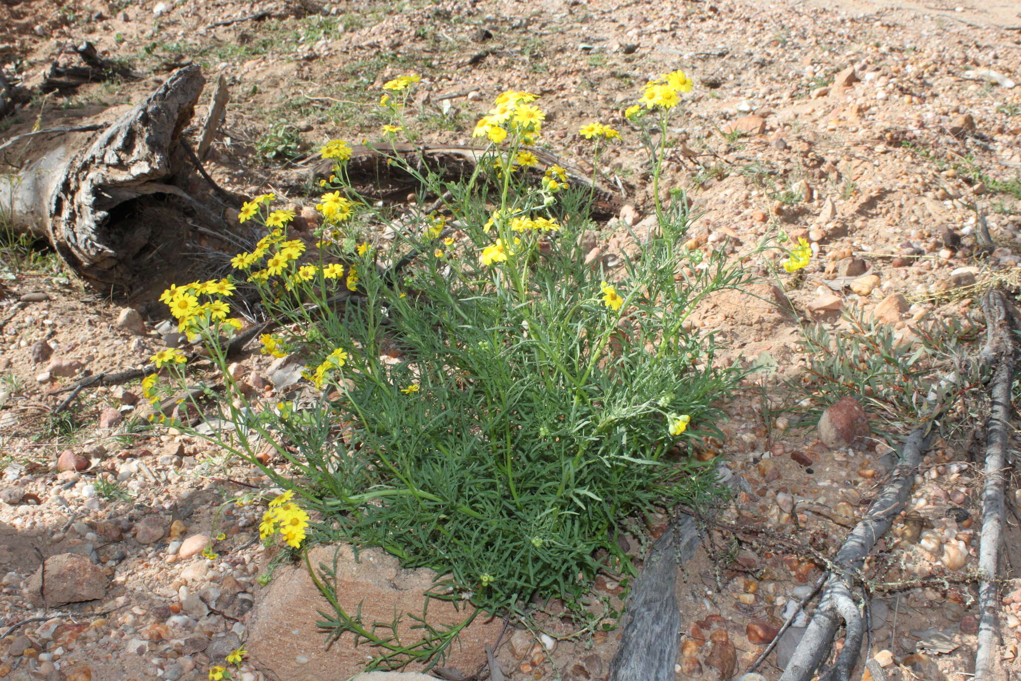 Plancia ëd Senecio brigalowensis I. Thomps.