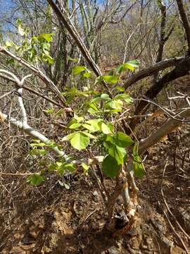 Image of Bursera grandifolia (Schltdl.) Engl.