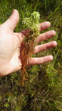 Image of sphagnum