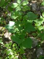 Image of Arizona rosemallow