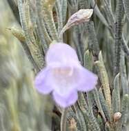 صورة Eremophila scoparia (R. Br.) F. Muell.