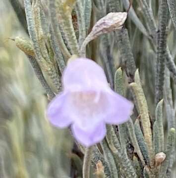 صورة Eremophila scoparia (R. Br.) F. Muell.