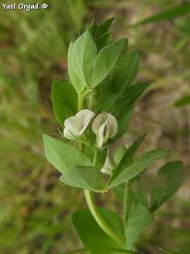 Image of Lotus conimbricensis Brot.