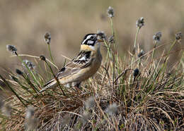 Image of Smith's Longspur