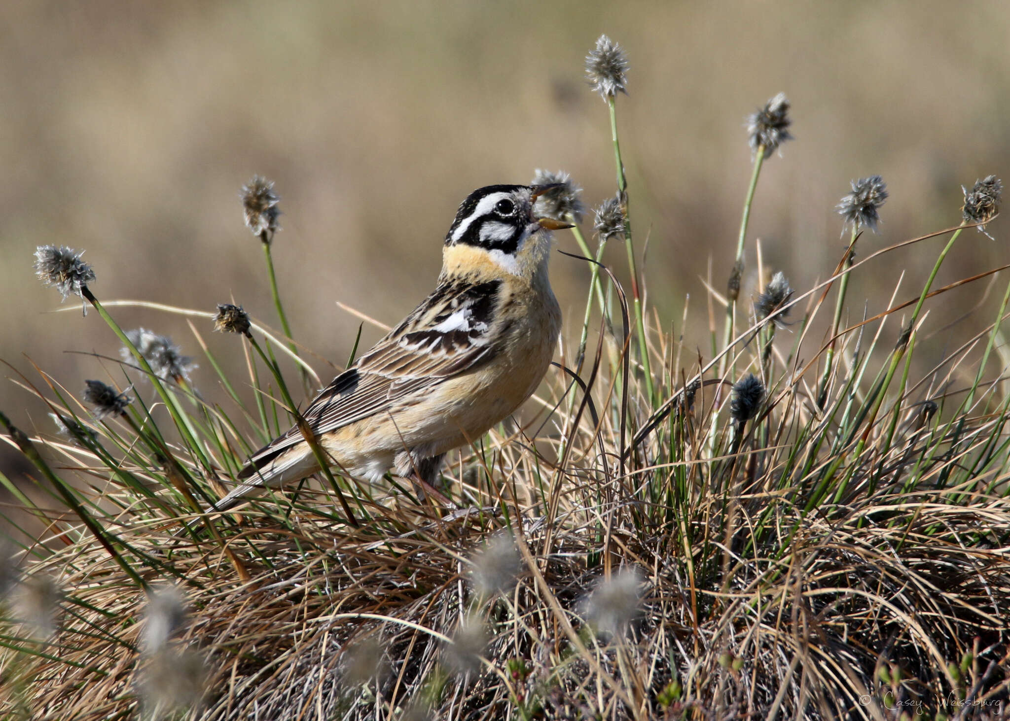 Image of Smith's Longspur