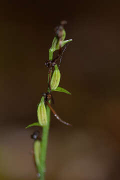 Слика од Platanthera minor (Miq.) Rchb. fil.