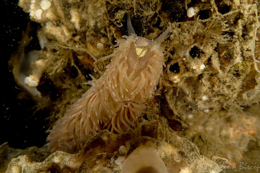 Plancia ëd Aeolidia filomenae Kienberger, Carmona, Pola, Padula, Gosliner & Cervera 2016