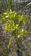 Image of Le Conte's Flat Sedge