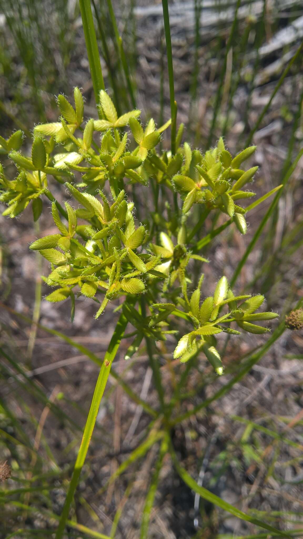 Image of Le Conte's Flat Sedge