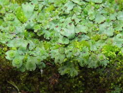 Image of Marchantia emarginata Reinw., Blume & Nees
