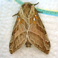 Image of Silver-spotted Ghost Moth