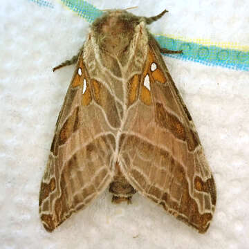 Image of Silver-spotted Ghost Moth