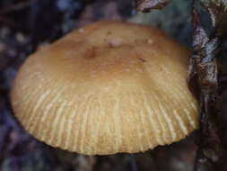 Image of Russula senecis S. Imai 1938