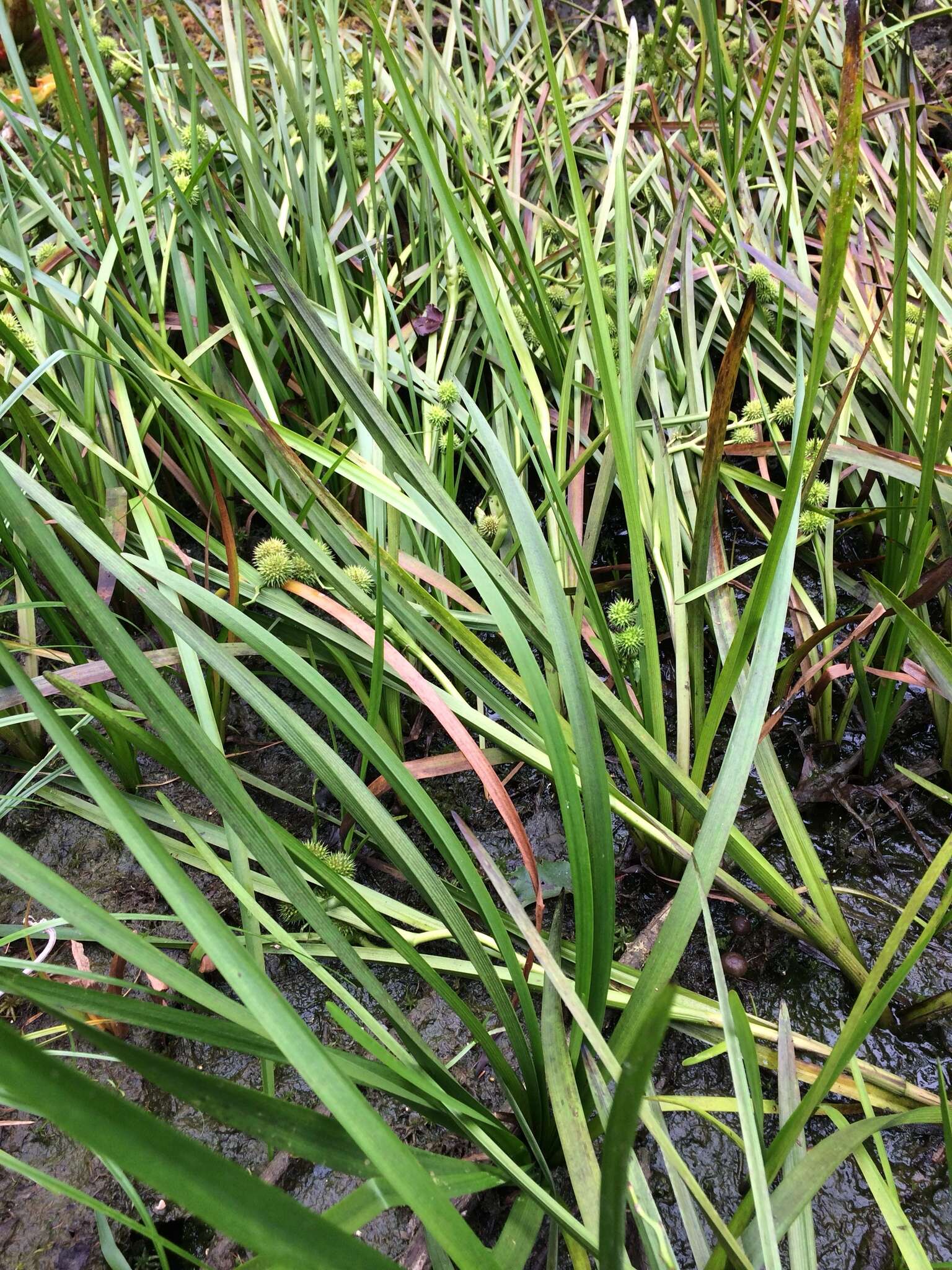 Image of American bur-reed