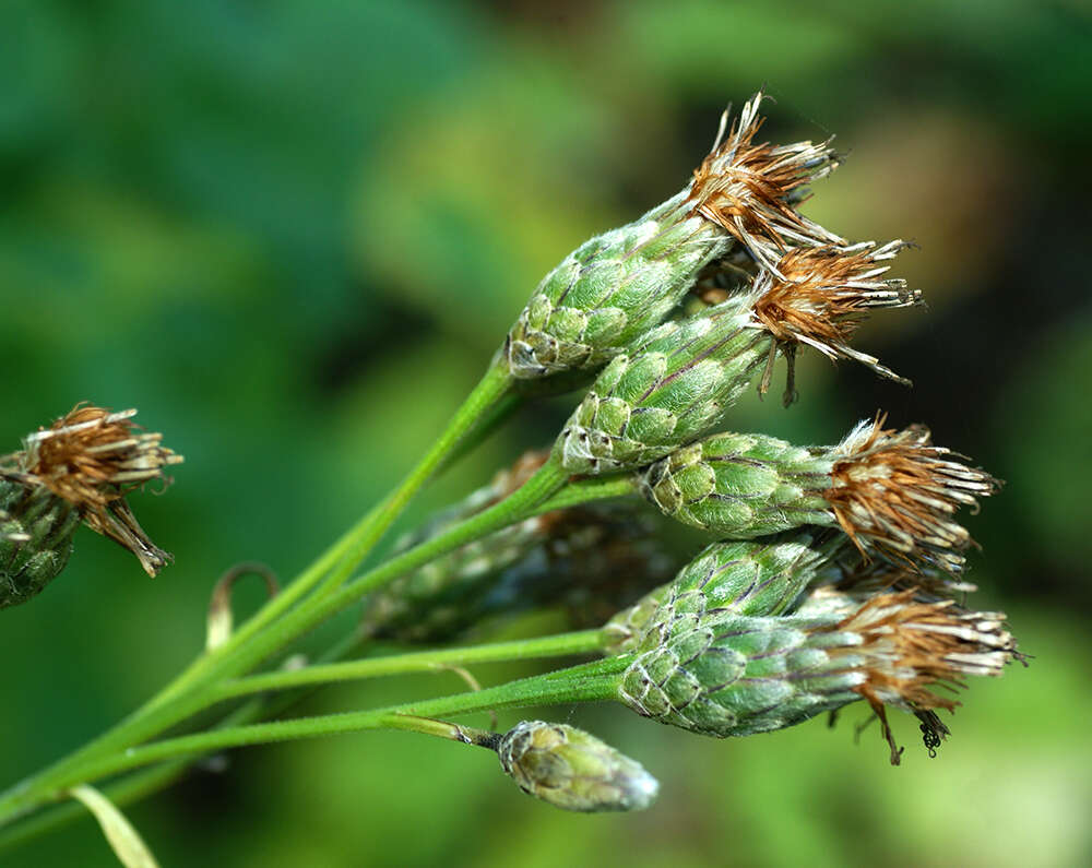 Image of Saussurea petiolata Komarov ex Lipsch.