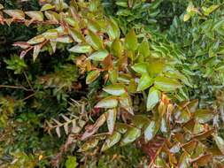 Image of Nothofagus nitida (Phil.) Krasser