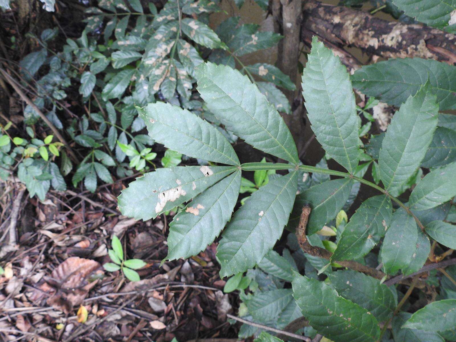 Слика од Paullinia pinnata L.