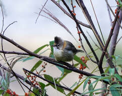 Plancia ëd Yuhina flavicollis Hodgson 1836