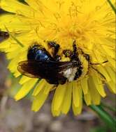 Image of Andrena transnigra Viereck 1904