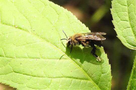 Imagem de Andrena vicina Smith 1853