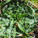 Image of Plantago paradoxa J. D. Hook.