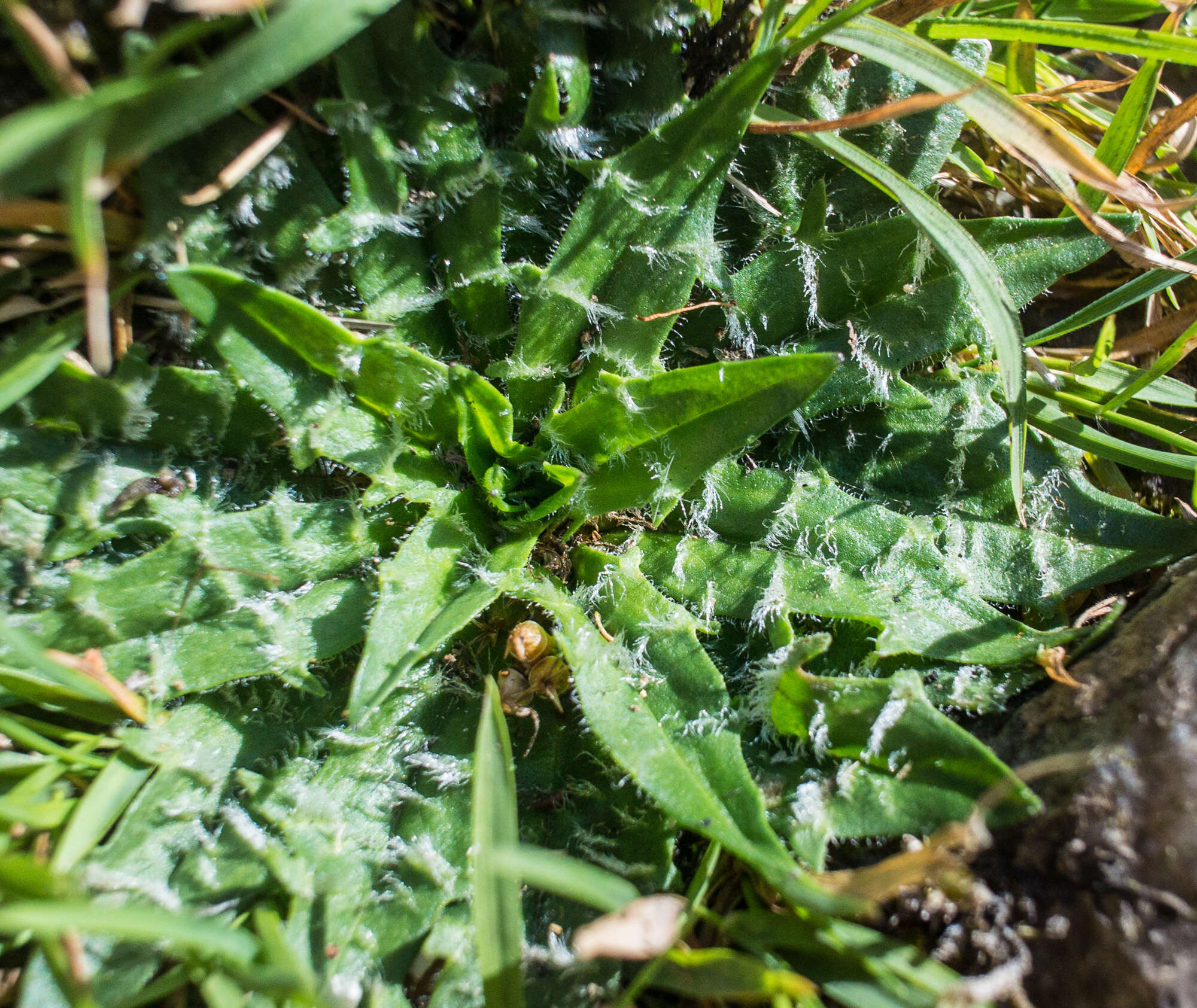 Image of Plantago paradoxa J. D. Hook.