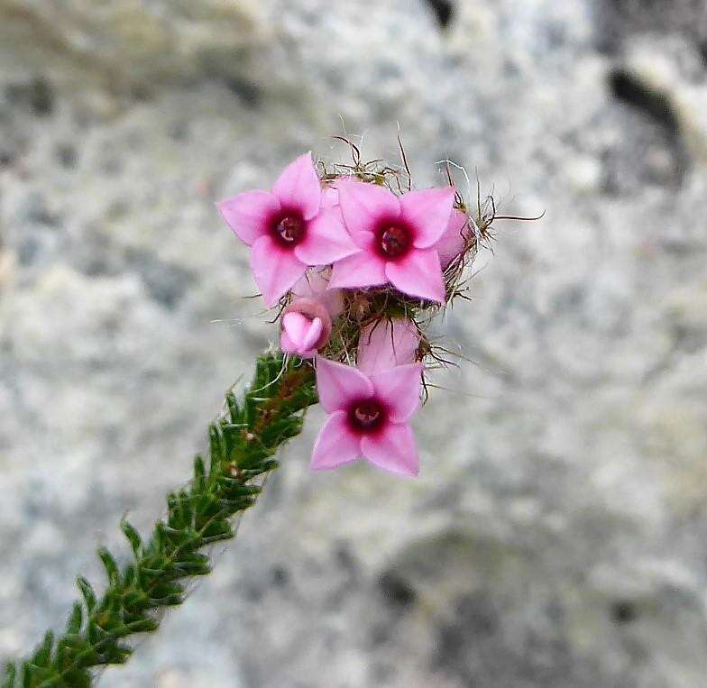 Image of Erica gysbertii var. gysbertii