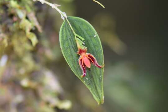 Image of Lepanthes aguirrei Luer