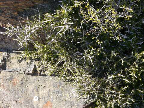 Image of Melicytus alpinus (Kirk) P. J. Garnock-Jones