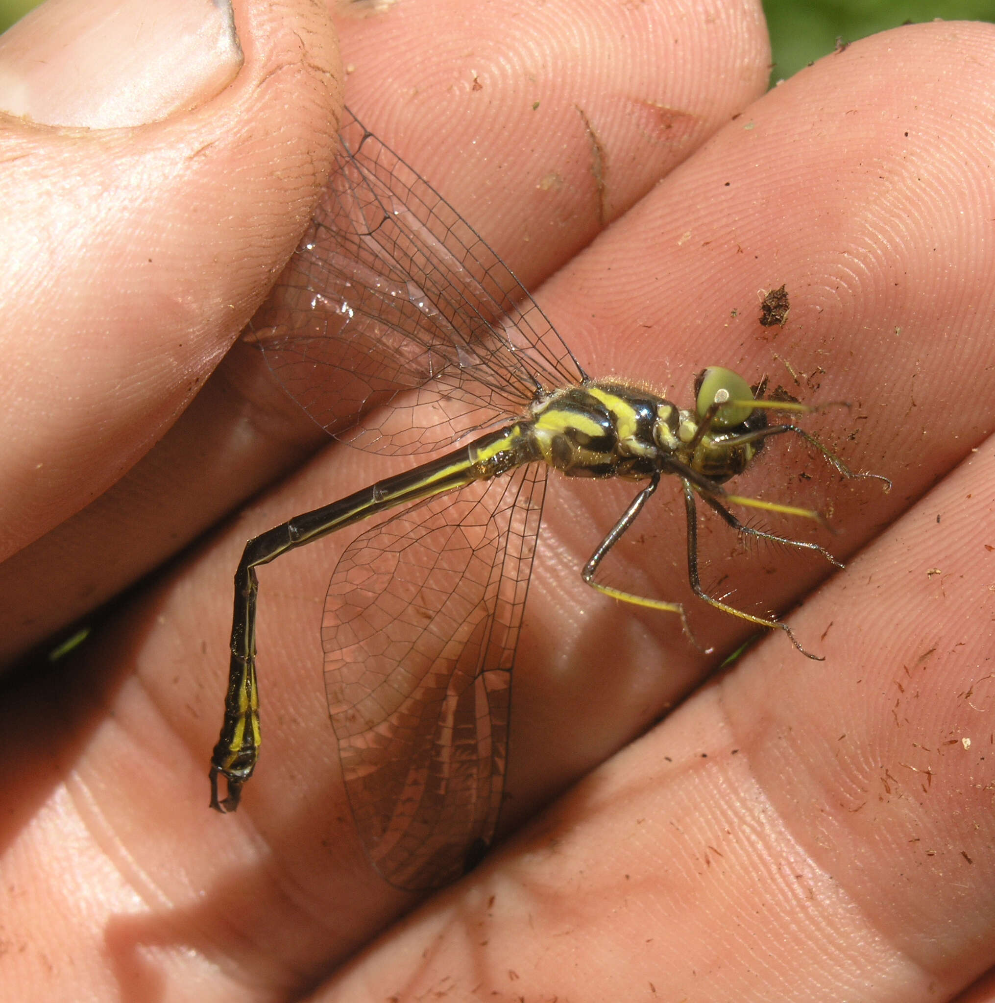 Image of <i>Idionyx thailandica</i>