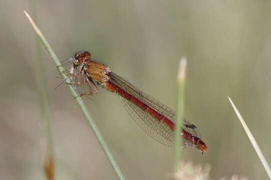 Image of Red Damsels