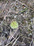 Image de Echinopsis bridgesii subsp. bridgesii