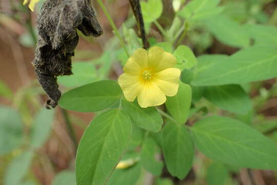 Image of shrubby woodsorrel