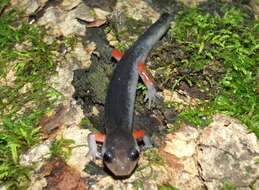 Image of Red-legged Salamander