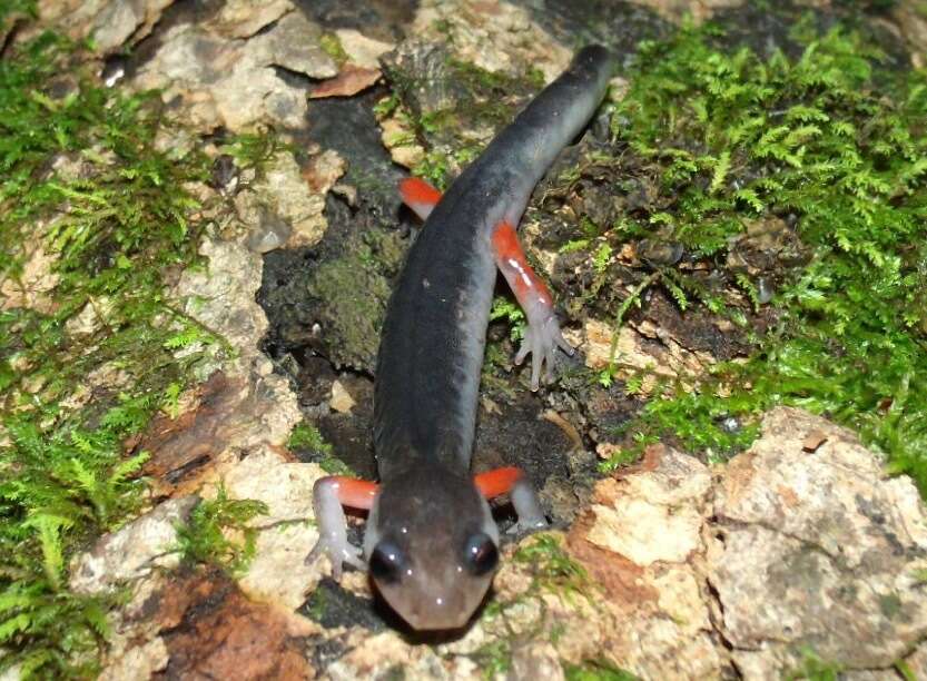 Image of Red-legged Salamander