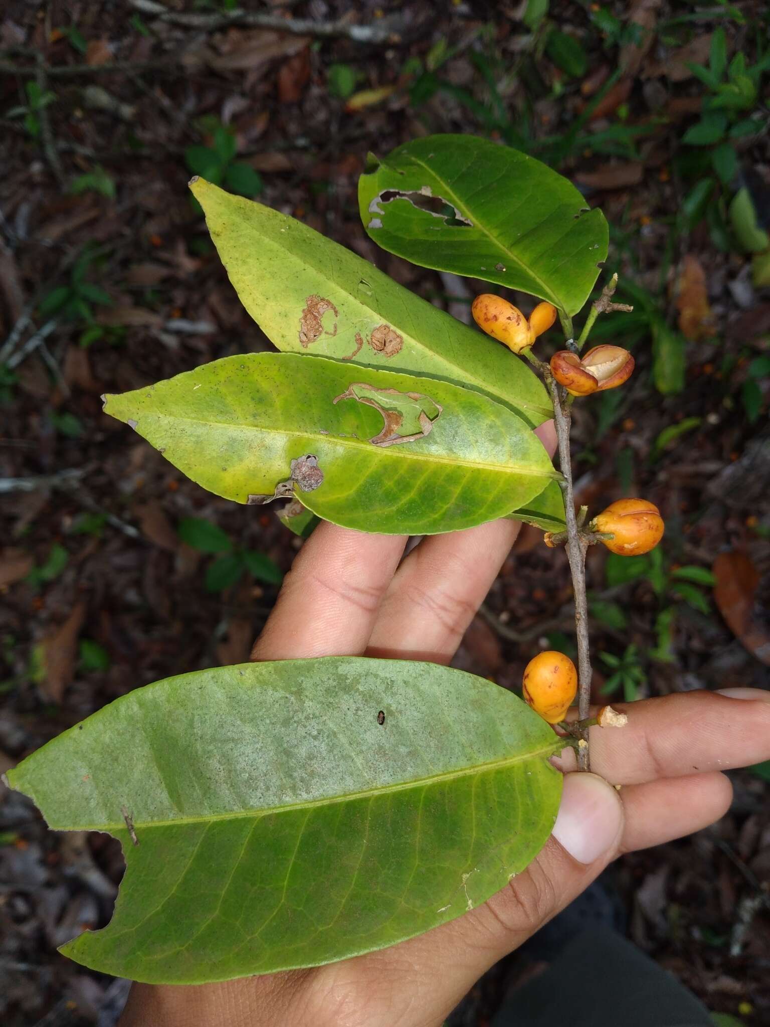 Image de Maytenus guyanensis Klotzsch ex Reissek