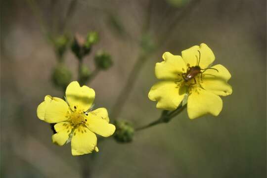 Image of Potentilla recta subsp. laciniosa (Kit. ex Nestler) Nyman