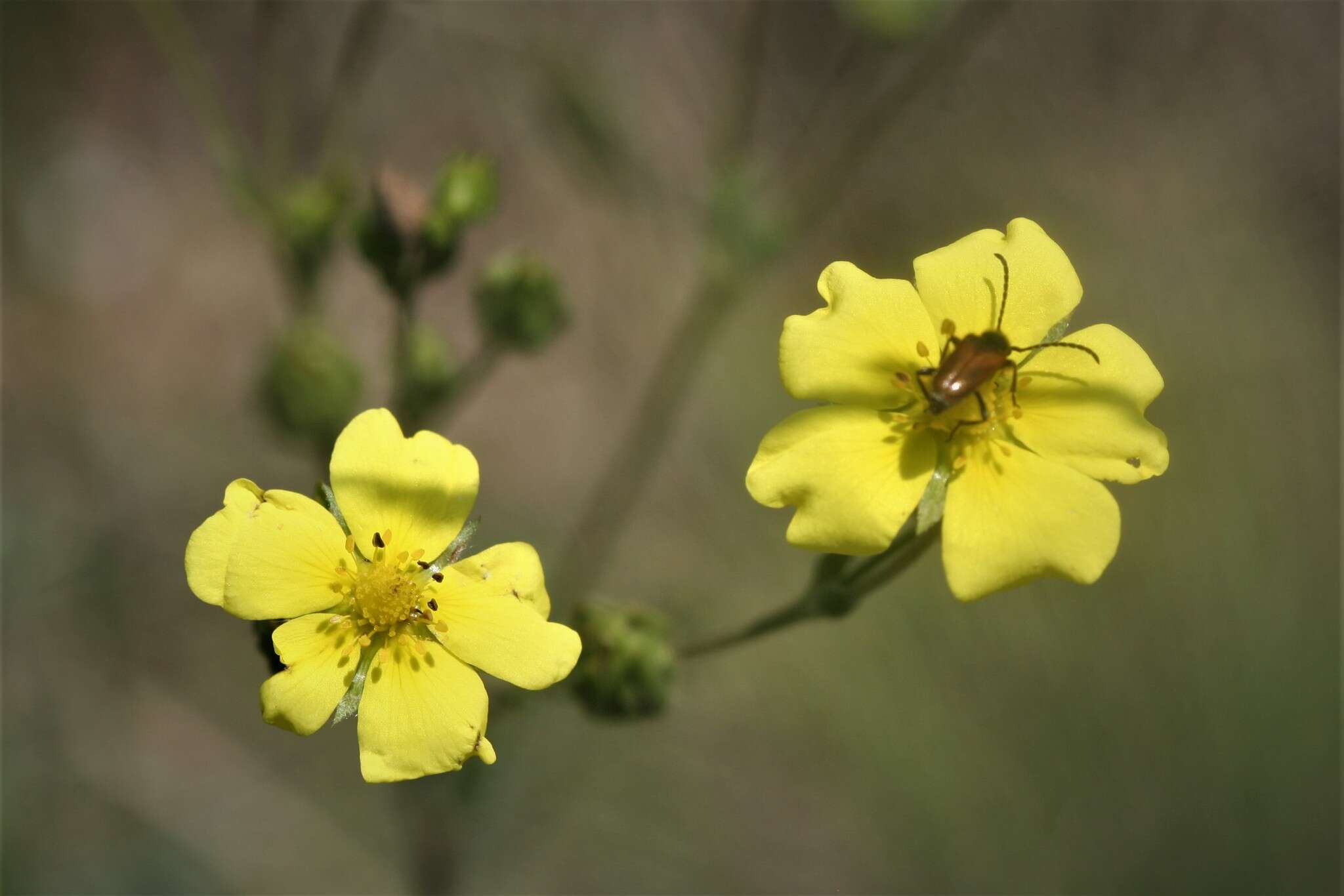 Image of Potentilla recta subsp. laciniosa (Kit. ex Nestler) Nyman