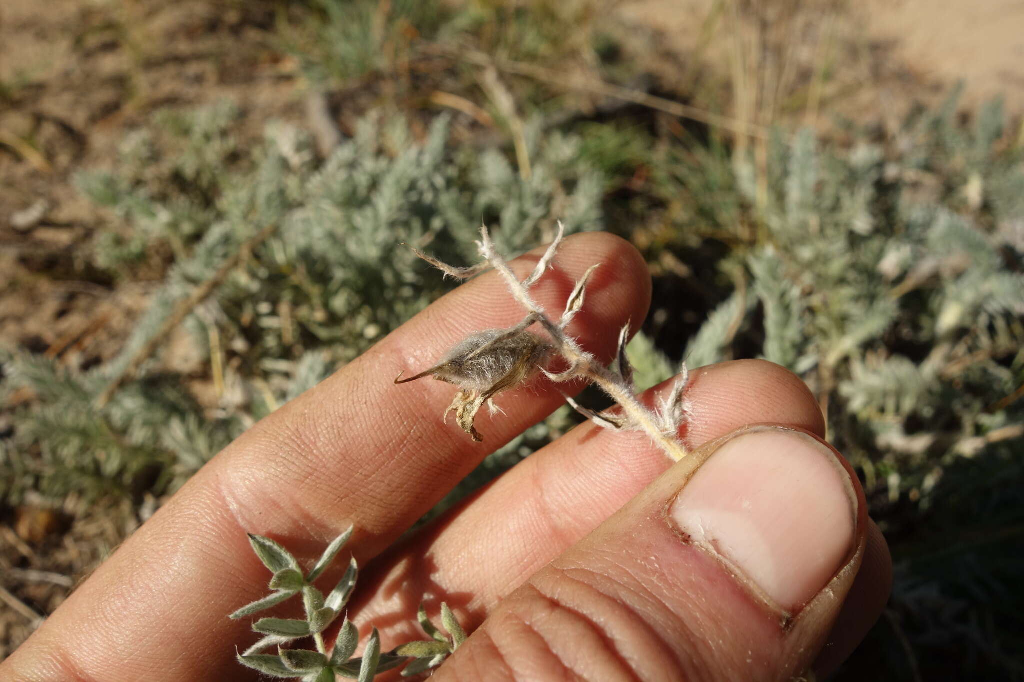 Image de Oxytropis lanata (Pall.) DC.