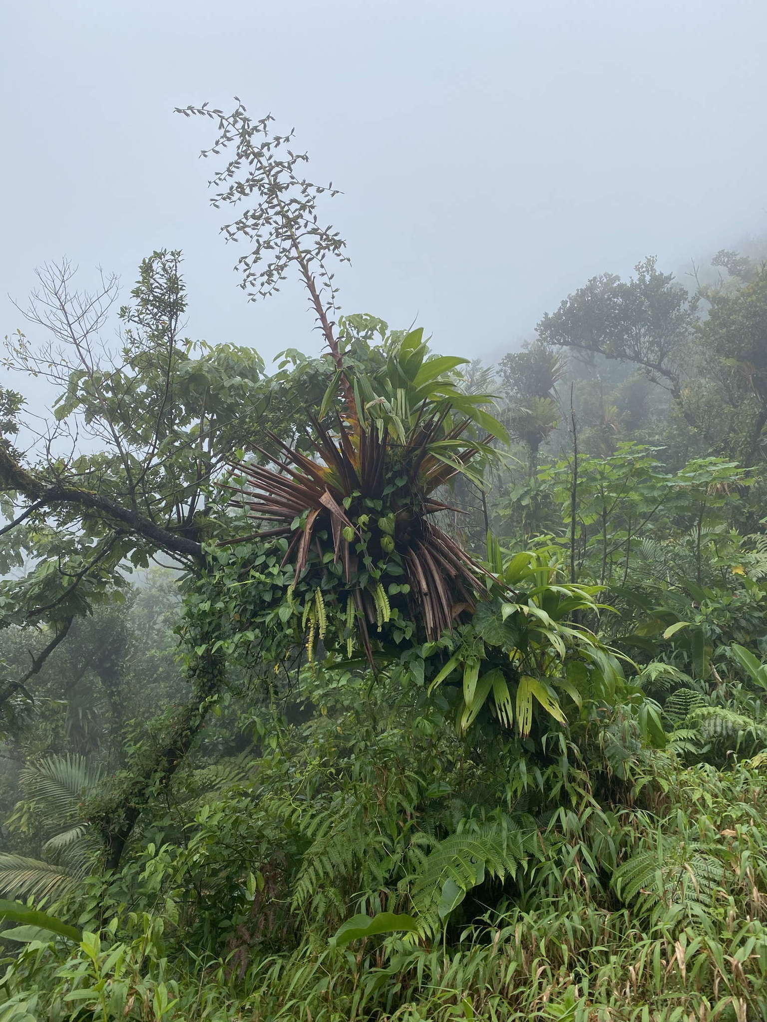 Image de Glomeropitcairnia penduliflora (Griseb.) Mez