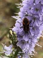 Image of Corizus tetraspilus Horváth 1917