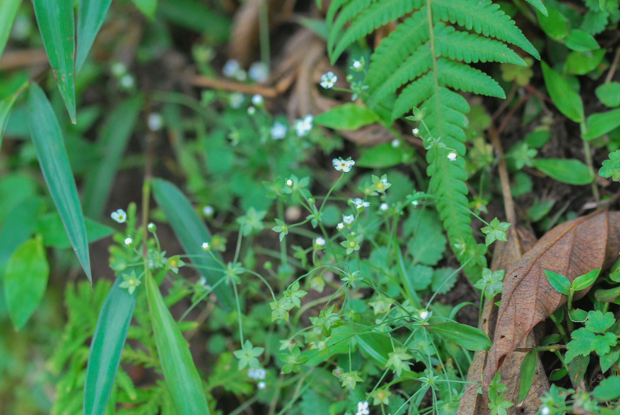 Image of Androsace umbellata (Lour.) Merr.