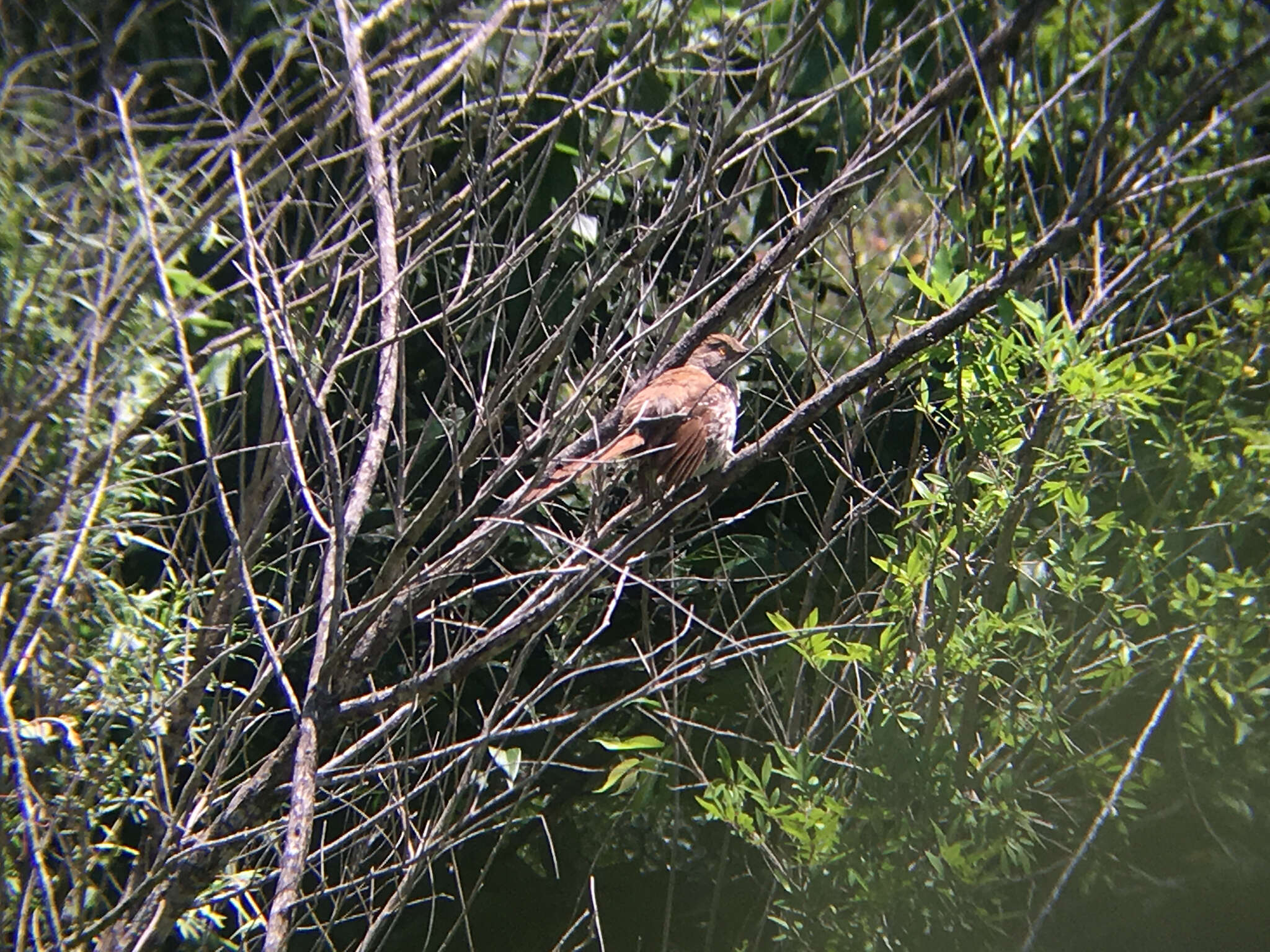 Image of Long-billed Thrasher