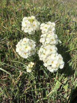 Image of Erysimum concinnum Eastw.