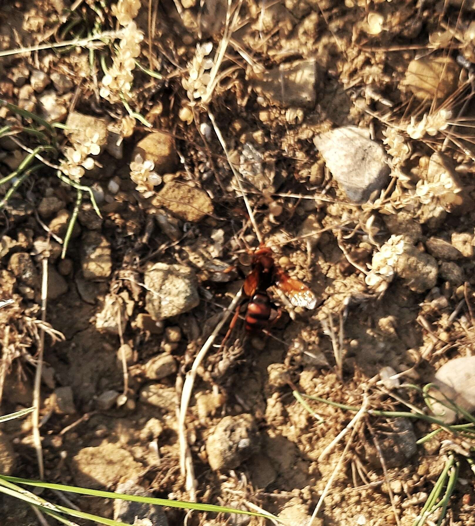 Слика од Cryptocheilus rubellus (Eversmann 1846)