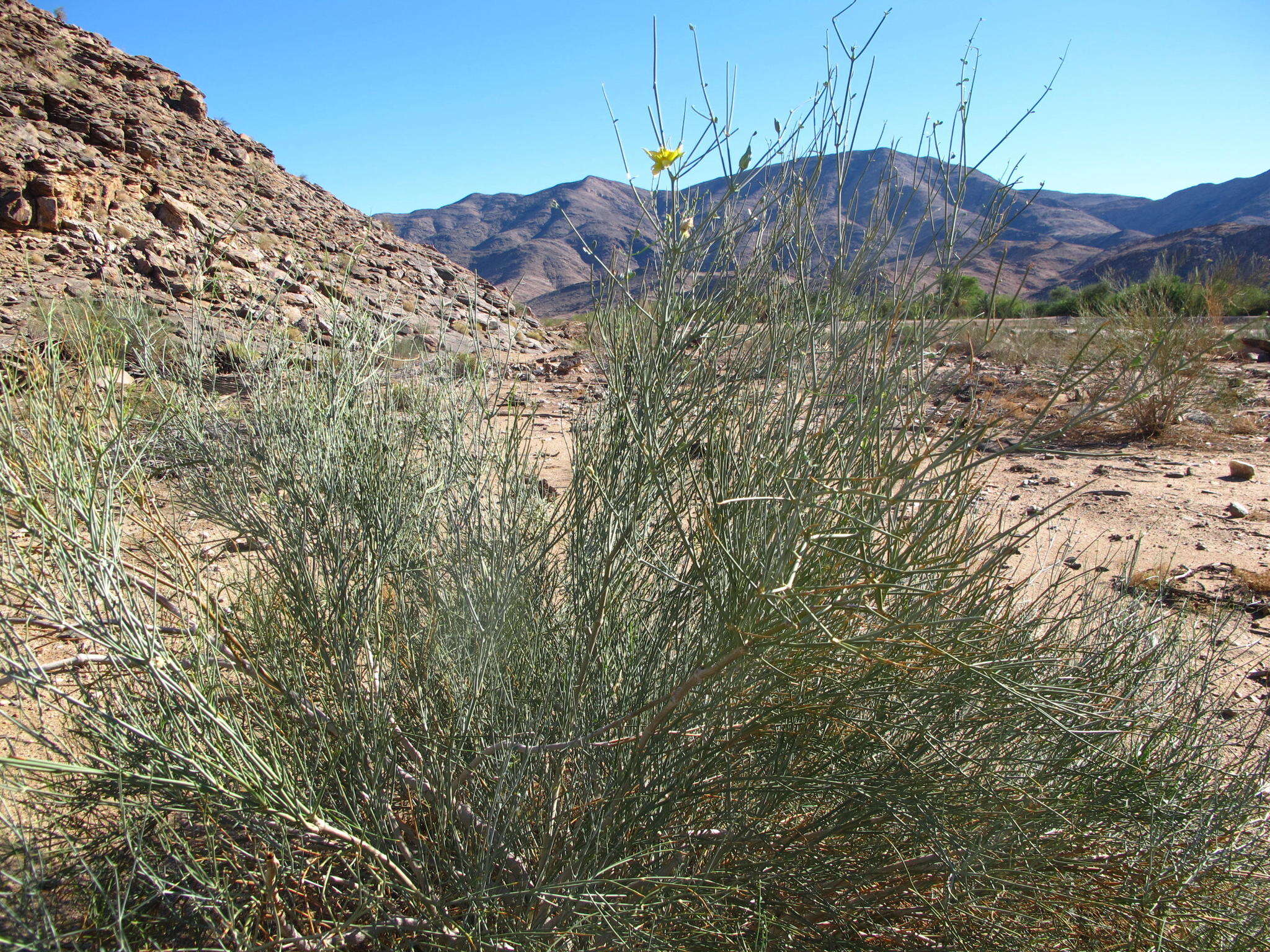 Image of Desert Broom