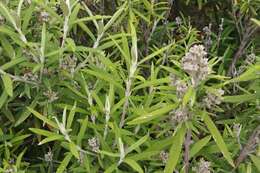 Image of Buddleja loricata Leeuwenberg