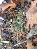 Image of cup lichen